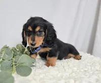 Albert, a male Miniature Dachshund for sale in Interlaken, NY – Photo 4 of 5