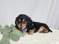 Albert, a male Miniature Dachshund for sale in Interlaken, NY – Photo 2 of 5