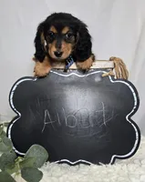 Albert, a male Miniature Dachshund for sale in Interlaken, NY – Photo 3 of 5