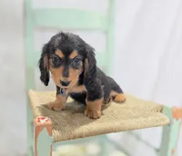 Albert, a male Miniature Dachshund for sale in Interlaken, NY – Photo 5 of 5