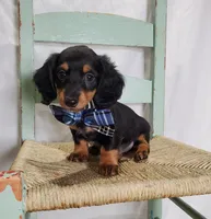 Kyle, a male Miniature Dachshund for sale in Interlaken, NY – Photo 2 of 5