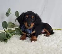 Kyle, a male Miniature Dachshund for sale in Interlaken, NY – Photo 1 of 5