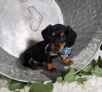 Kyle, a male Miniature Dachshund for sale in Interlaken, NY – Photo 3 of 5