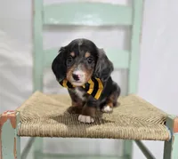Flicker, a male Miniature Dachshund for sale in Interlaken, NY – Photo 2 of 4