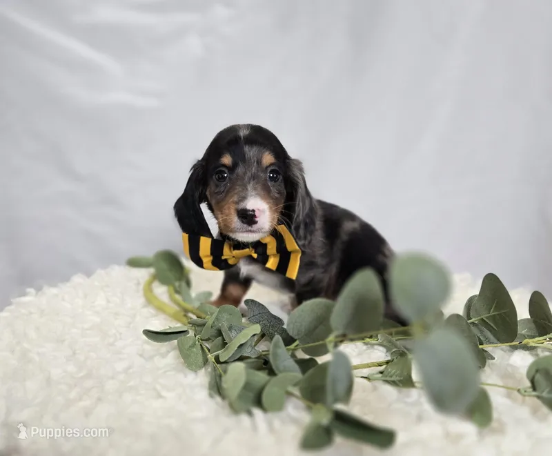 Flicker – Miniature Dachshund puppy for sale in Interlaken, NY