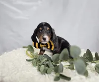 Flicker, a male Miniature Dachshund for sale in Interlaken, NY – Photo 1 of 4