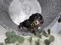 Flicker, a male Miniature Dachshund for sale in Interlaken, NY – Photo 3 of 4