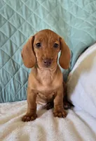 Faline, a female Miniature Dachshund for sale in Interlaken, NY – Photo 8 of 8
