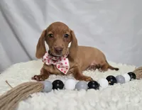 Faline, a female Miniature Dachshund for sale in Interlaken, NY – Photo 1 of 8