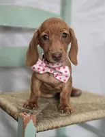 Faline, a female Miniature Dachshund for sale in Interlaken, NY – Photo 2 of 8