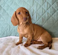 Faline, a female Miniature Dachshund for sale in Interlaken, NY – Photo 7 of 8