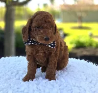 Joey, a male Poodle - Toy  for sale in Interlaken, NY – 2 of 7