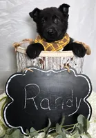 Randy, a male German Shepherd Dog for sale in Interlaken, NY – Photo 4 of 9