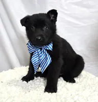 Randy, a male German Shepherd Dog for sale in Interlaken, NY – Photo 5 of 9