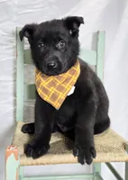 Randy, a male German Shepherd Dog for sale in Interlaken, NY – Photo 2 of 9