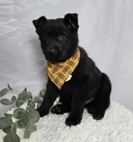 Randy, a male German Shepherd Dog for sale in Interlaken, NY – Photo 1 of 9