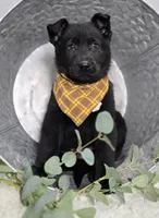 Randy, a male German Shepherd Dog for sale in Interlaken, NY – Photo 9 of 9