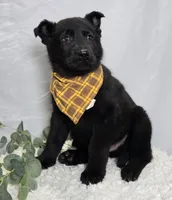 Randy, a male German Shepherd Dog for sale in Interlaken, NY – Photo 3 of 9