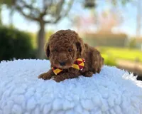 Jimmer, a male Poodle - Toy  for sale in Interlaken, NY – 3 of 6