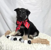 Rusty, a male German Shepherd Dog for sale in Interlaken, NY – Photo 5 of 6
