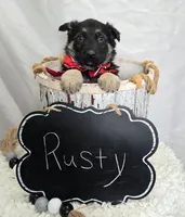 Rusty, a male German Shepherd Dog for sale in Interlaken, NY – Photo 4 of 6