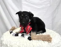 Rusty, a male German Shepherd Dog for sale in Interlaken, NY – Photo 6 of 6