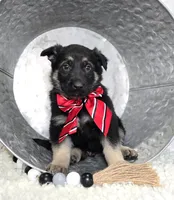 Rusty, a male German Shepherd Dog for sale in Interlaken, NY – Photo 1 of 6