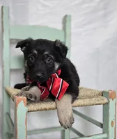 Rusty, a male German Shepherd Dog for sale in Interlaken, NY – Photo 3 of 6