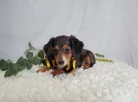 Kody, a male Miniature Dachshund for sale in Interlaken, NY – Photo 4 of 5