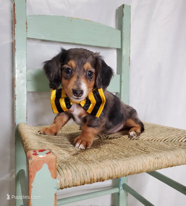 Kody – Miniature Dachshund puppy for sale in Interlaken, NY