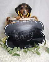 Kody, a male Miniature Dachshund for sale in Interlaken, NY – Photo 5 of 5