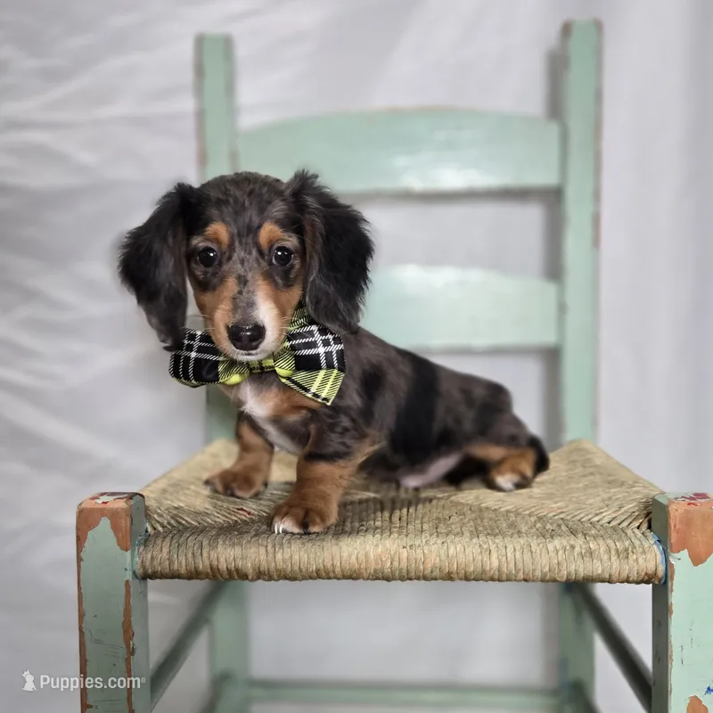 Kody – Miniature Dachshund puppy for sale in Interlaken, NY