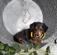 Kody, a male Miniature Dachshund for sale in Interlaken, NY – Photo 3 of 5