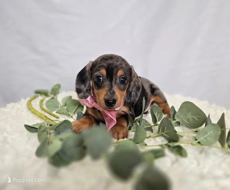Alice – Miniature Dachshund puppy for sale in Interlaken, NY