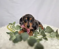 Alice, a female Miniature Dachshund for sale in Interlaken, NY – Photo 1 of 5