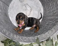 Alice, a female Miniature Dachshund for sale in Interlaken, NY – Photo 4 of 5