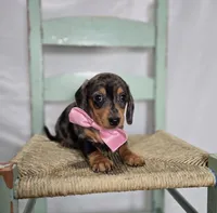 Alice, a female Miniature Dachshund for sale in Interlaken, NY – Photo 3 of 5
