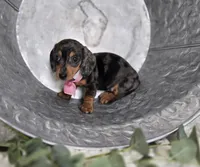 Alice, a female Miniature Dachshund for sale in Interlaken, NY – Photo 2 of 5