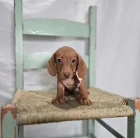 Alexia, a female Miniature Dachshund for sale in Interlaken, NY – Photo 4 of 4