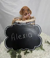 Alexia, a female Miniature Dachshund for sale in Interlaken, NY – Photo 2 of 4