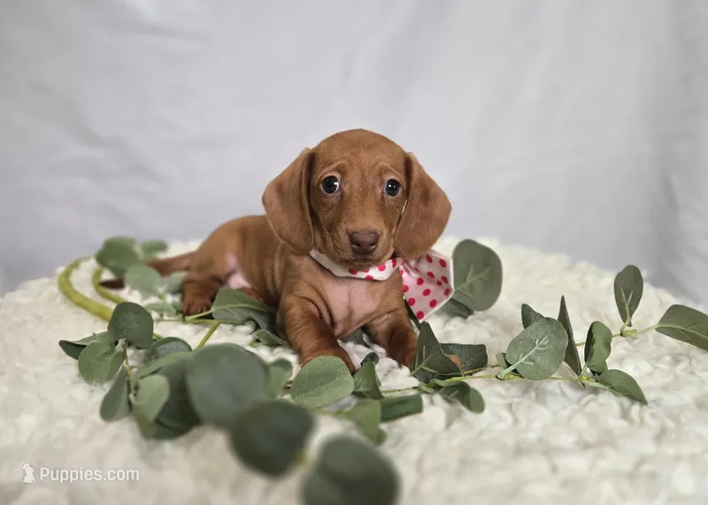 Alexia – Miniature Dachshund puppy for sale in Interlaken, NY