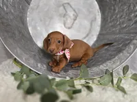 Alexia, a female Miniature Dachshund for sale in Interlaken, NY – Photo 3 of 4