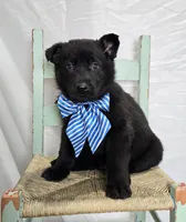 Randy, a male German Shepherd Dog for sale in Interlaken, NY – Photo 1 of 4