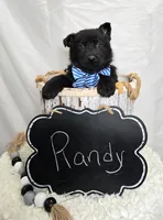 Randy, a male German Shepherd Dog for sale in Interlaken, NY – Photo 4 of 4