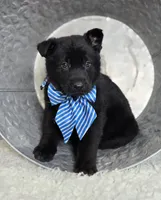 Randy, a male German Shepherd Dog for sale in Interlaken, NY – Photo 2 of 4