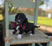 Mark, a male Miniature Dachshund for sale in Interlaken, NY – 3 of 4