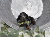 Kyle, a male Miniature Dachshund for sale in Interlaken, NY – Photo 3 of 5