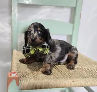 Kyle, a male Miniature Dachshund for sale in Interlaken, NY – Photo 4 of 5