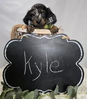 Kyle, a male Miniature Dachshund for sale in Interlaken, NY – Photo 5 of 5
