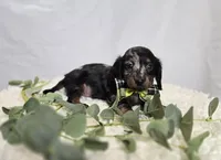 Kyle, a male Miniature Dachshund for sale in Interlaken, NY – Photo 2 of 5